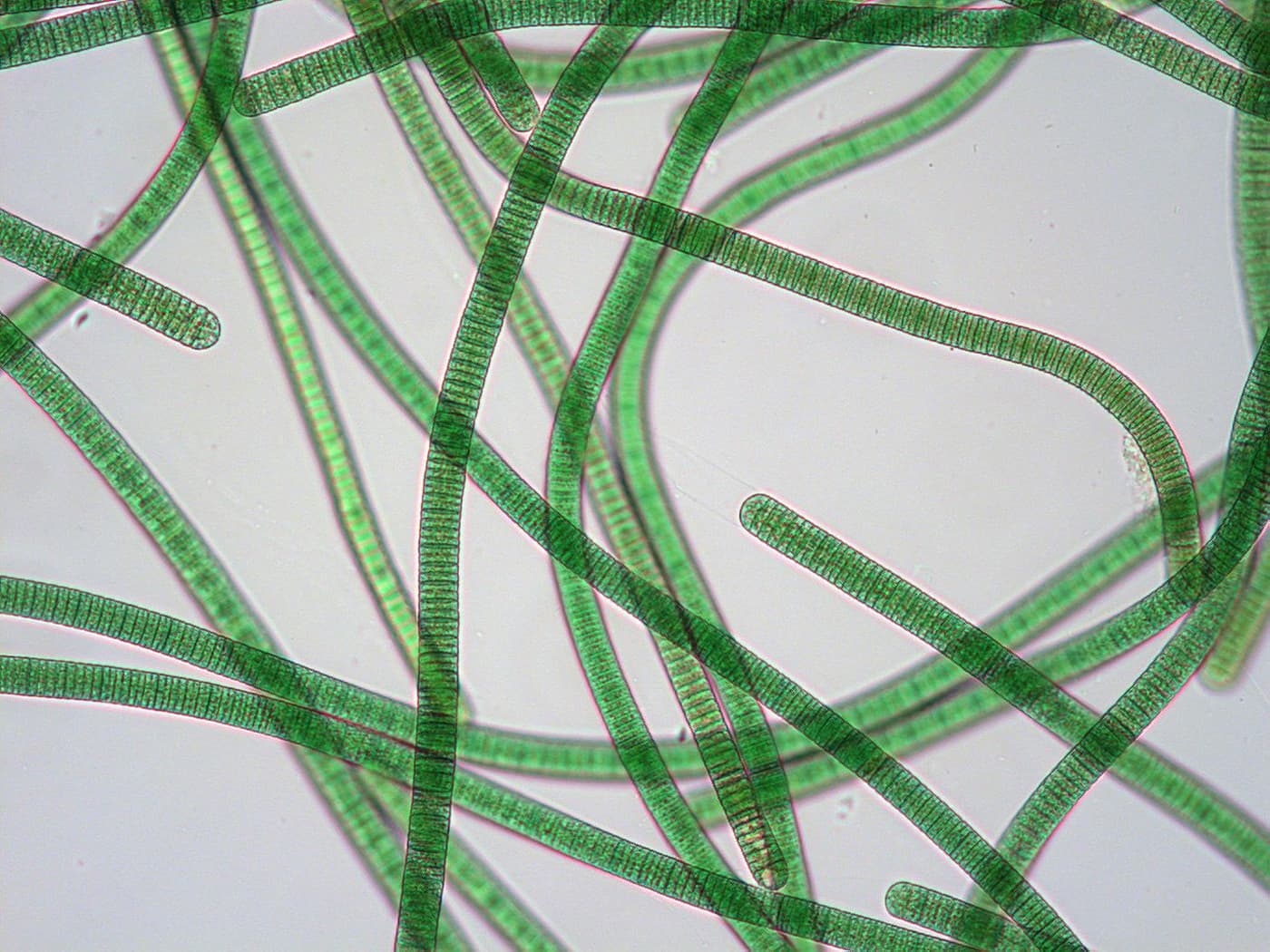 Standards & Reagents